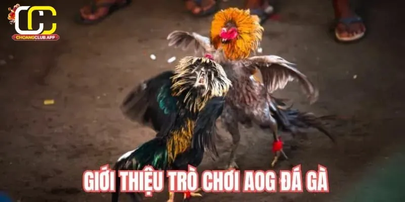 Giới Thiệu Về AOG Đá Gà Trên Choangclub
